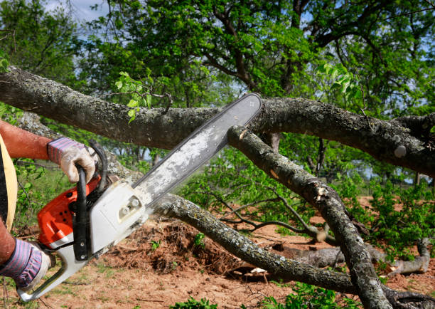 Best Tree Removal Near Me  in Fairless Hills, PA